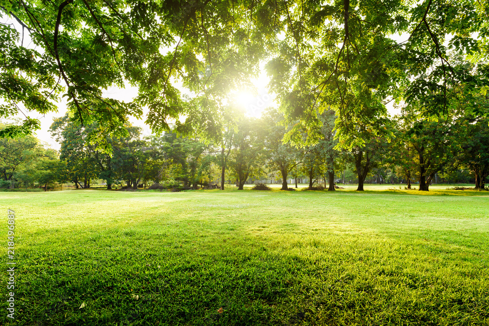Beautiful landscape in park with tree and green grass field at morning. - obrazy, fototapety, plakaty 