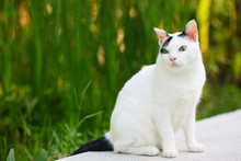 Cute White And Black Cat Sitting Enjoy With Green Grass In Garden.