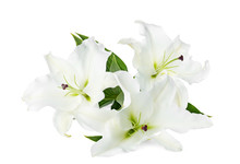 Beautiful Lilies On White Background. Funeral Flowers