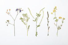 Wild Dried Meadow Flowers On White Background, Top View