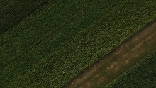 Cornfield View From Above