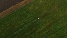 White Horse Seen From Above In A Cornfield
