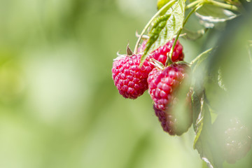 Close-up of isolated lit by summer sun growing branch of beautiful ripe red juicy raspberries with fresh green leaves on bright light blurred copy-space background. Agriculture, farming, healthy food.