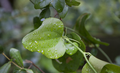 Wall Mural - Greenbrier leaf detail with dew or rain drops