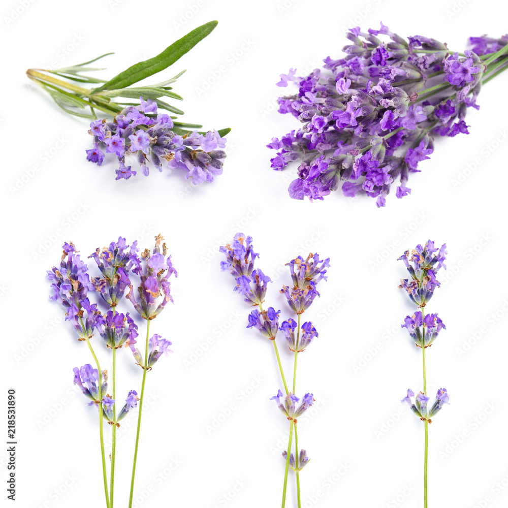 Set with aromatic fresh lavender on white background - obrazy, fototapety, plakaty 
