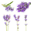 Set with aromatic fresh lavender on white background