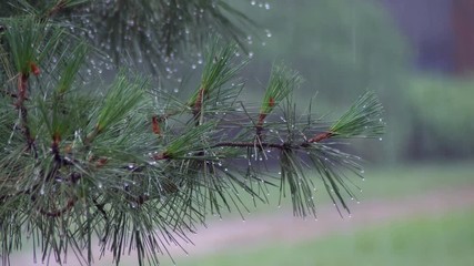 Wall Mural - close-up, rain dripping onto the path. summer rain, a thunderstorm, a heavy at the recreation center, in a pine forest, park. water in large drops