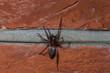 Drassodes species ground spider