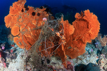 A discarded fishing net entangled in a large underwater seafan on a tropical coral reef