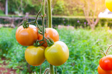 Ripe organic tomatoes in garden ready to harvest, Fresh tomatoes