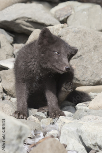Fotografia Puppy Commanders blue arctic fox that scratches itself behind the ear near the e