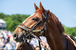 Prized Horse at Social Equestrian Event