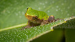 curious frog on spiky leaf