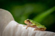 profile of small frog on a white hibiscus