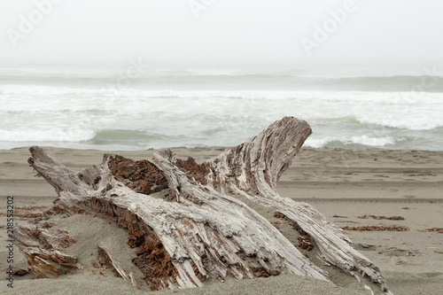 Fotografie, Obraz Driftwood on a beach in the pacific ocean