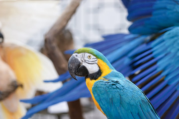 macaw parrot. A closed up details of a stuffed macaw parrot, Taxidermy animal.