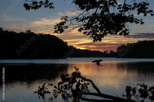 Αφίσα Silhouette of a great blue heron flying from its perch and backlit by the sunris