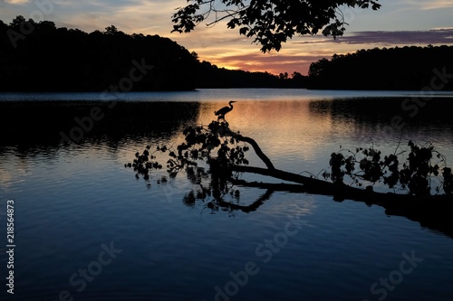 Αφίσα Scenic image of the silhouette of a great blue heron perched on a branch of a do