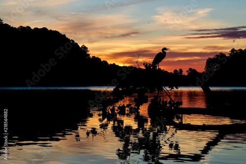 Αφίσα Silhouette of a great blue heron perched on a fallen tree in the water backlit b