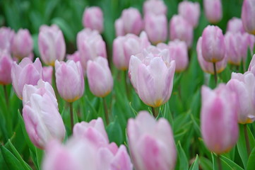 Wall Mural - Colorful Tulips flowers blooming in Spring at a valley in Taoyuan, Taiwan