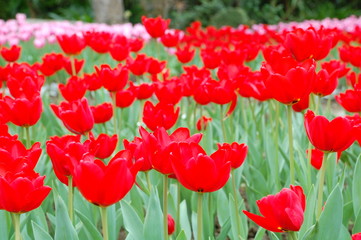 Wall Mural - Colorful Tulips flowers blooming in Spring at a valley in Taoyuan, Taiwan