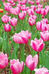 Wall Mural - Colorful Tulips flowers blooming in Spring at a valley in Taoyuan, Taiwan