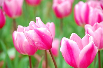 Wall Mural - Colorful Tulips flowers blooming in Spring at a valley in Taoyuan, Taiwan