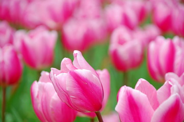 Wall Mural - Colorful Tulips flowers blooming in Spring at a valley in Taoyuan, Taiwan