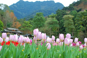 Wall Mural - Colorful Tulips flowers blooming in Spring at a valley in Taoyuan, Taiwan