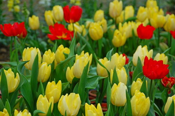 Wall Mural - Colorful Tulips flowers blooming in Spring at a valley in Taoyuan, Taiwan