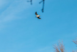 Fototapeta Na sufit - Bird in fly