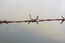 Close Up Old Barbed Wire Fence And Ant.