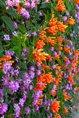 Wall Mural - Colorful flowers blooming in Spring in Taiwan