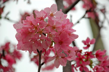 Wall Mural - Pink cherry blossoms blooming in Spring in Taiwan