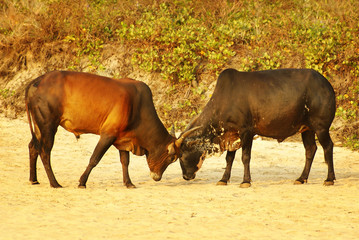 two bulls butting horns. India