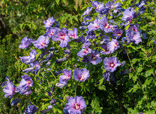 Color Outdoor Natural Floral Close Up Image Of Shrub/bush Full Of Blue Violet Purple Hibiscus Blossoms On A Bright Sunny Day In Summer Or Spring