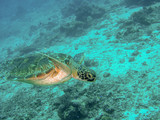 Fototapeta Do akwarium - Sea turtle swimming in Sipadan