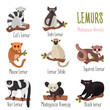 Madagascar unique lemurs with names color flat icons set