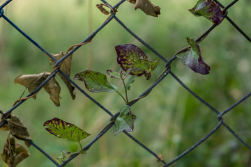 Wall Mural - Leaves