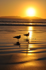 Sceanic coastal view with two seagulls at sunset