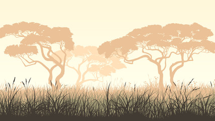 horizontal illustration meadow grass and african acacia.