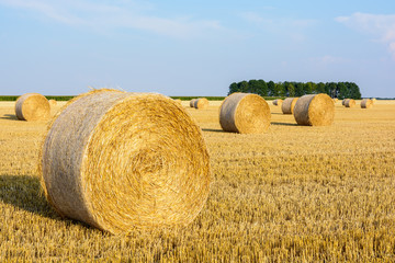 Round bales of straw at sunset scattered in a field of wheat recently harvested in the french countryside.