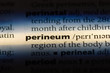 perineum