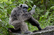 Funny Chimpanzee hold plastic bottle in his hand. Chimpanzee afraid human take bottle back.