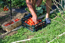 Farmer To Harvest Tomatoes In The Basket Close Up 