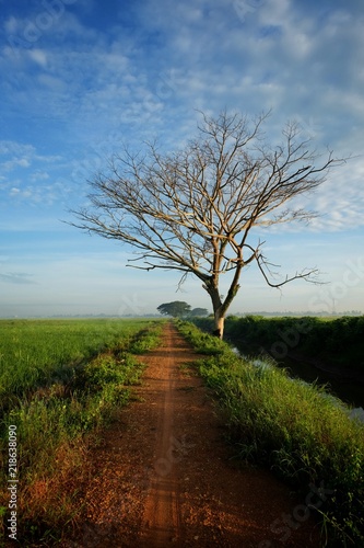Perspective View Of Small Road Nearby Paddy Field And Dead Tree With Dramatic Clouds Buy This Stock Photo And Explore Similar Images At Adobe Stock Adobe Stock Perspective View Of Small Road Nearby Paddy Field And Dead Tree With Dramatic Clouds Buy This Stock Photo And Explore Similar Images At Adobe Stock Adobe Stock
