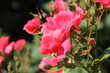 Różowe róże w ogrodzie - rozmyte zielone, ciemne tło, zbliżenie na kwiaty - kartka z życzeniami