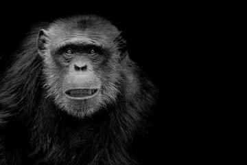 Wall Mural - profile of a chimpanzee staring thoughtfully with room for text on a black background