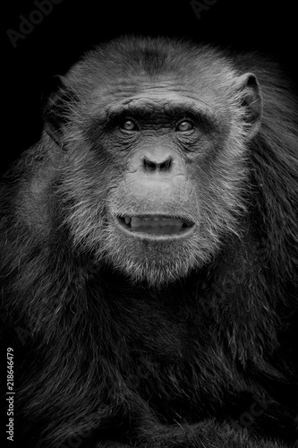 Plakat portret szympansa, patrząc starannie na czarnym tle