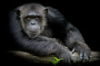 Cute Chimpanzee smile and catch big branch and look straight to front of him on black background